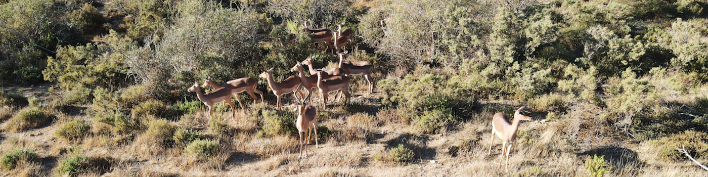 Picture of Impalas